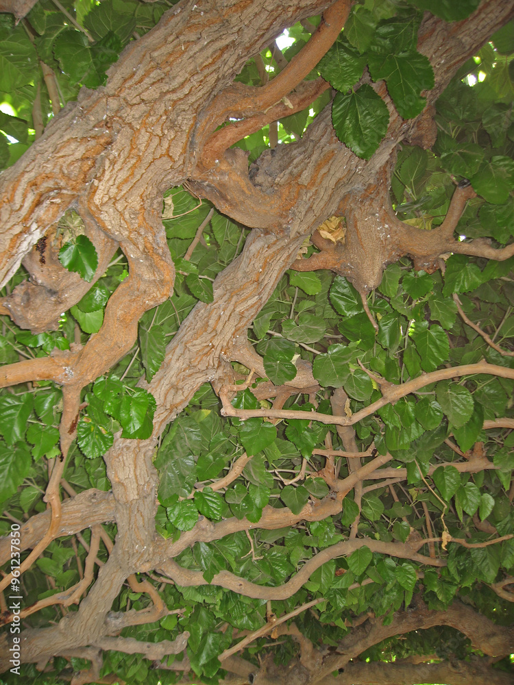 Old Sycamore tree crown in Capernaum, Israel Old Sycamore tree crown in Capernaum, Israel