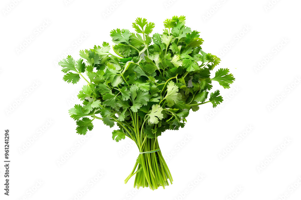 A vibrant bunch of cilantro with lush green leaves isolated on a white transparent background. Perfect for salads, various cooking methods, and healthy, nutritious dishes A vibrant bunch of cilantro with lush green leaves isolated on a white transparent background. Perfect for salads, various cooking methods, and healthy, nutritious dishes