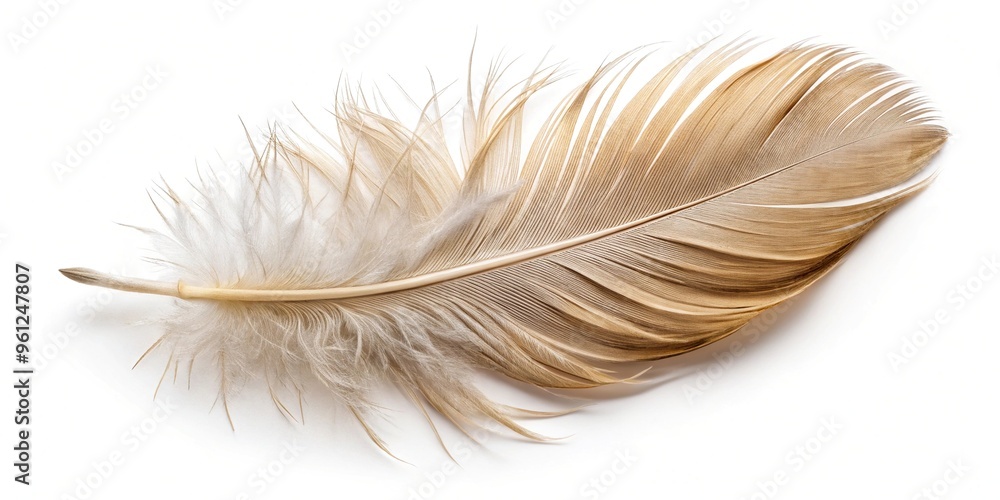 Aerial beige feather on white background lightweight