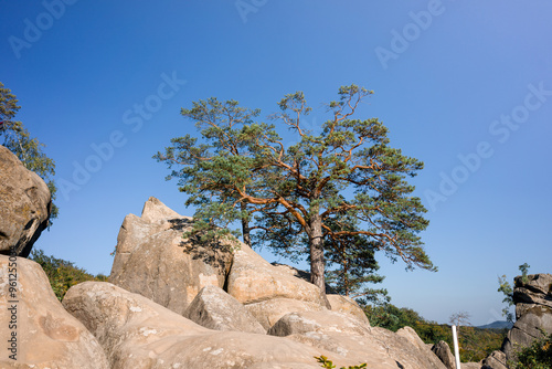 A solitary pine tree stands tall on a rocky outcrop.

