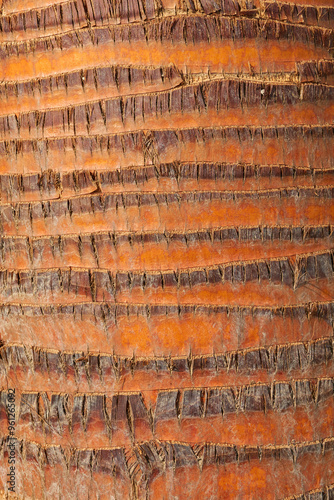 Close-up of a palm  trunk