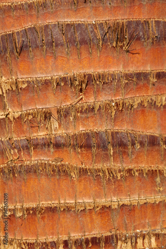 Close up of a palm  trunk