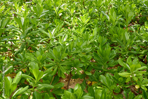 Green leaves in the garden