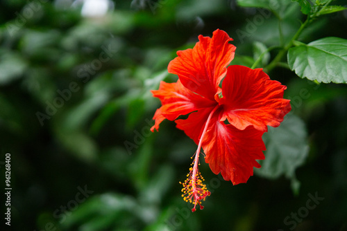 A vibrant red Hibiscus rosa-sinensis blooms against a lush green backdrop.