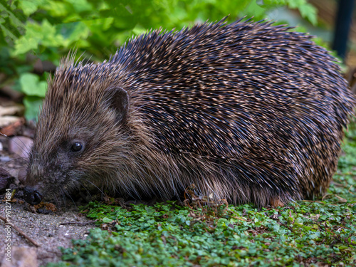 European Hedgehog (Erinaceus europaeus)