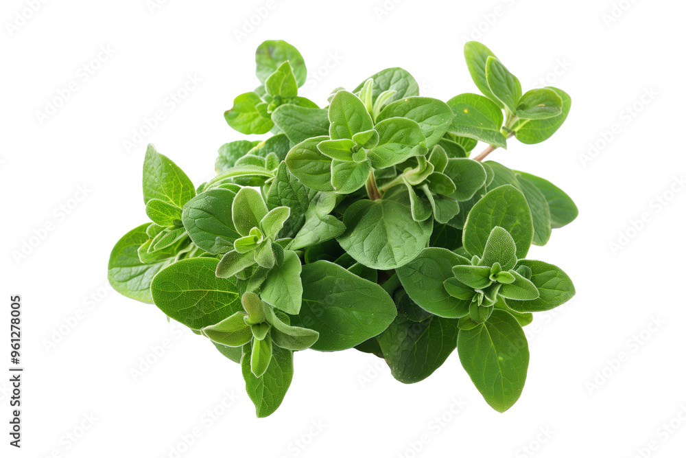 Fresh oregano green leaves isolated on a white transparent background. Culinary herb concept. Fresh oregano green leaves isolated on a white transparent background. Culinary herb concept.