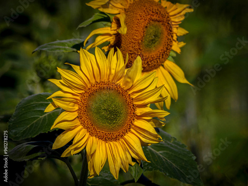 Common Sunflower (Helianthus annuus)