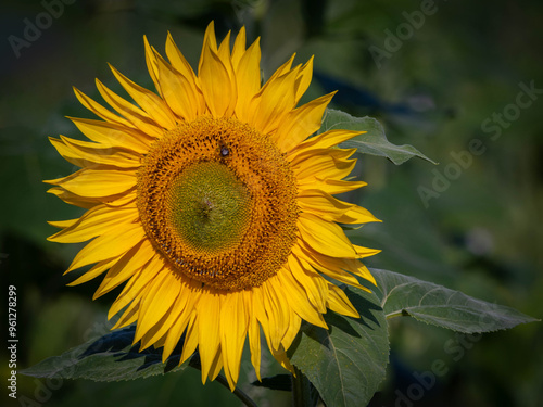 Common Sunflower (Helianthus annuus)