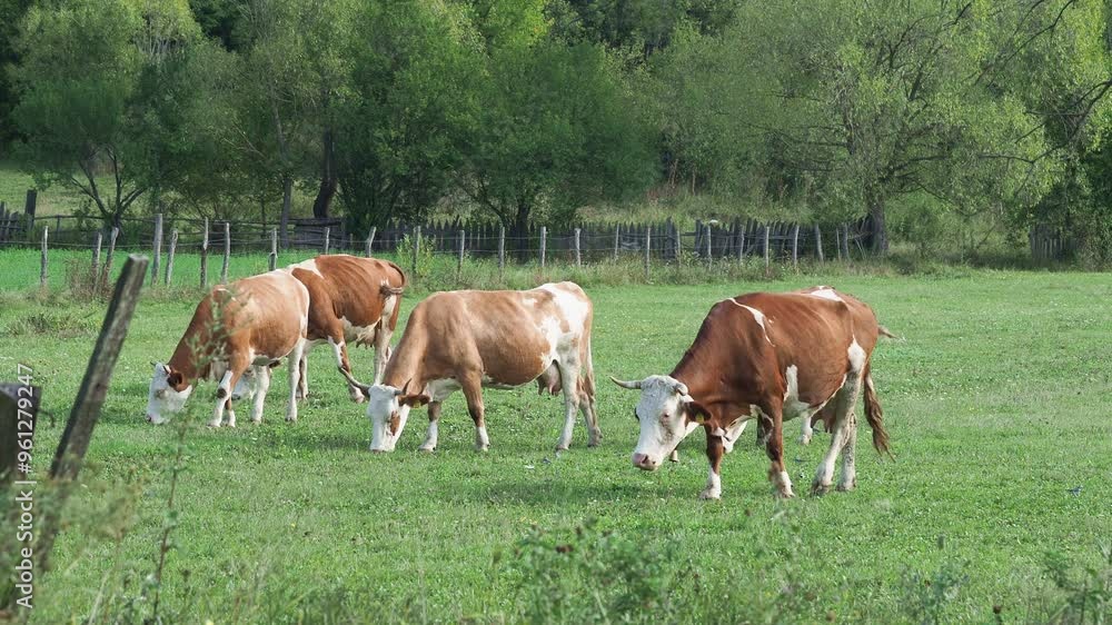 Cows grazing on a green grass meadow in summer with bell sound Cows grazing on a green grass meadow in summer with bell sound
