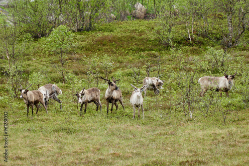 Flock of reindeer grazing in Vesterålen, Northern Norway