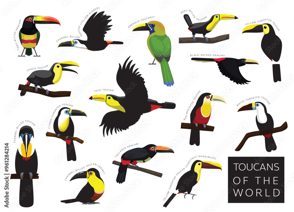 Birds Toucans of the World Set Cartoon Vector Character Birds Toucans of the World Set Cartoon Vector Character