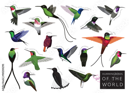 Birds Hummingbirds of the World Set Cartoon Vector Character