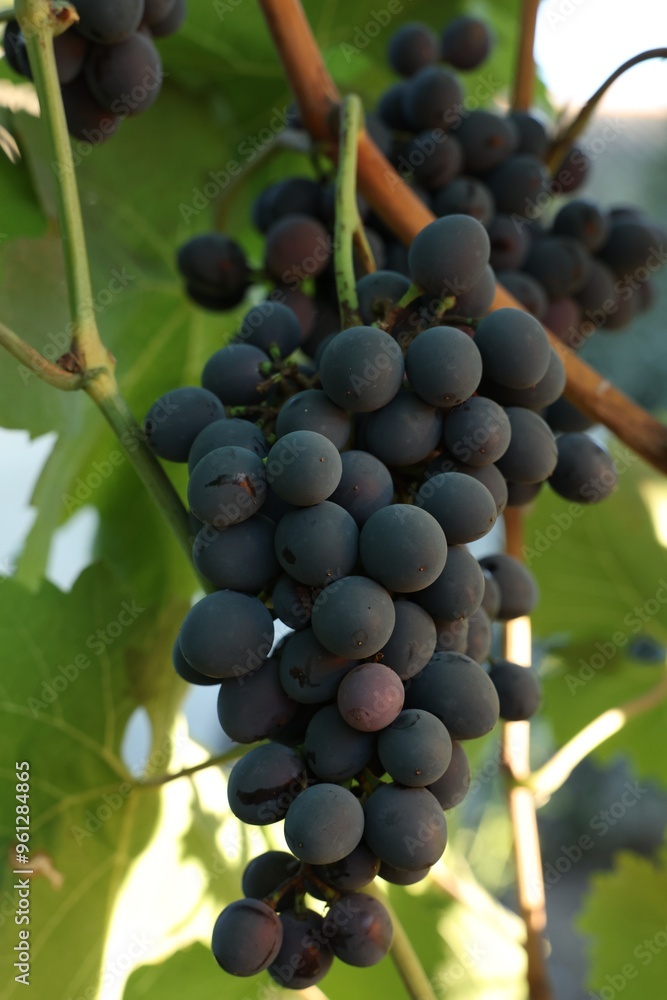 Ripe juicy grapes growing in vineyard outdoors, closeup Ripe juicy grapes growing in vineyard outdoors, closeup
