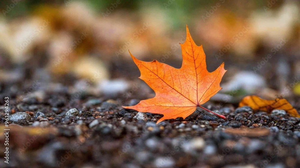 Vibrant Autumn Maple Leaf on Forest Floor Vibrant Autumn Maple Leaf on Forest Floor