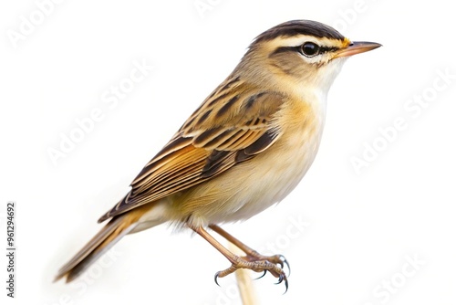 Asymmetrical Sedge Warbler bird isolated on white background photo