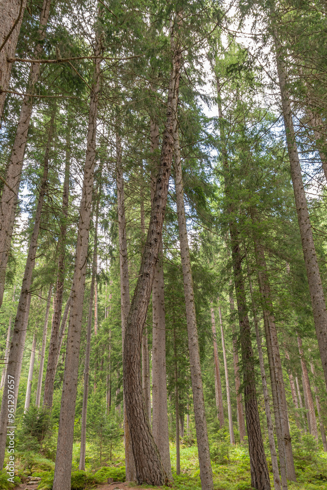 trees in the forest trees in the forest
