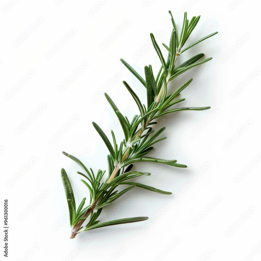 Obraz premium A close up photography of a single branch of rosemary on white background