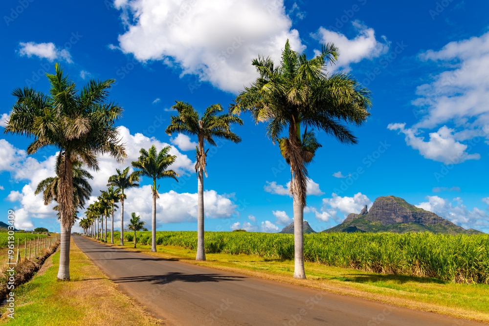 Sugar cane fields in Mauritius (Indian Ocean). It has been cultivated on the fertile tropical island since colonial times. Palm avenue in rural volcanic landscape near Flic en Flac in the south. Sugar cane fields in Mauritius (Indian Ocean). It has been cultivated on the fertile tropical island since colonial times. Palm avenue in rural volcanic landscape near Flic en Flac in the south.
