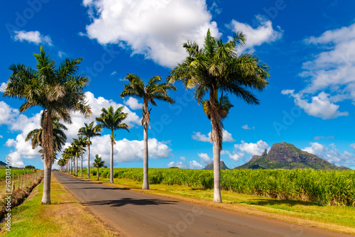 Sugar cane fields in Mauritius (Indian Ocean). It has been cultivated on the fertile tropical island since colonial times. Palm avenue in rural volcanic landscape near Flic en Flac in the south. photo