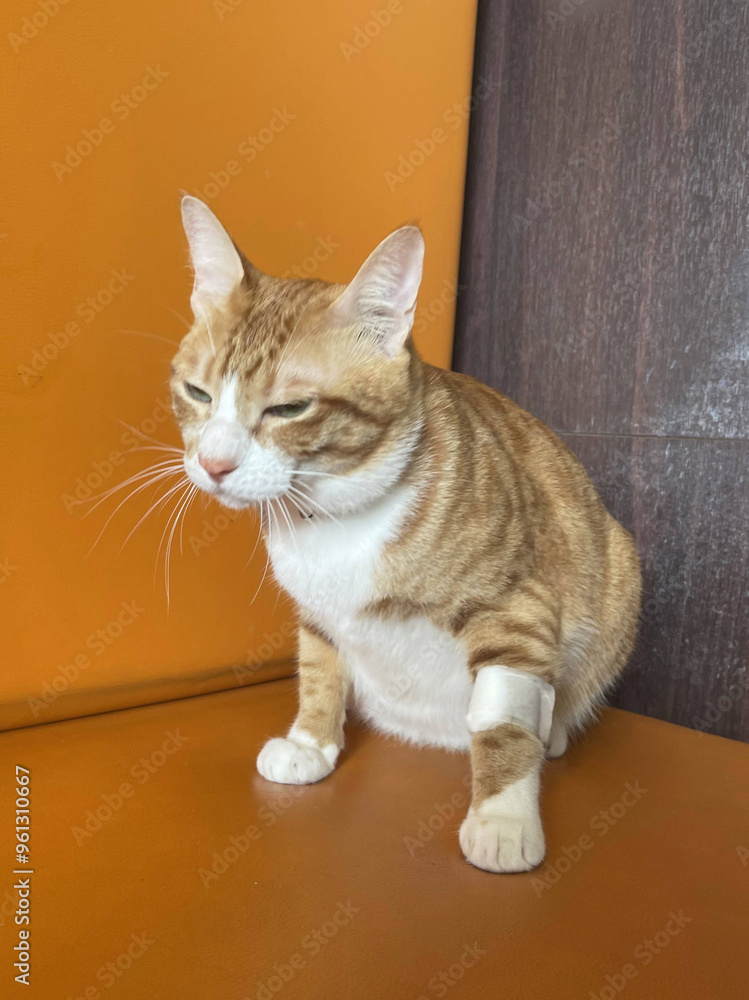 Cat patient for blood testing or transfusion of blood and drugs. Concept of veterinary health care. cat leg with a bandage that is a wound from blood draws. Cat patient for blood testing or transfusion of blood and drugs. Concept of veterinary health care. cat leg with a bandage that is a wound from blood draws.