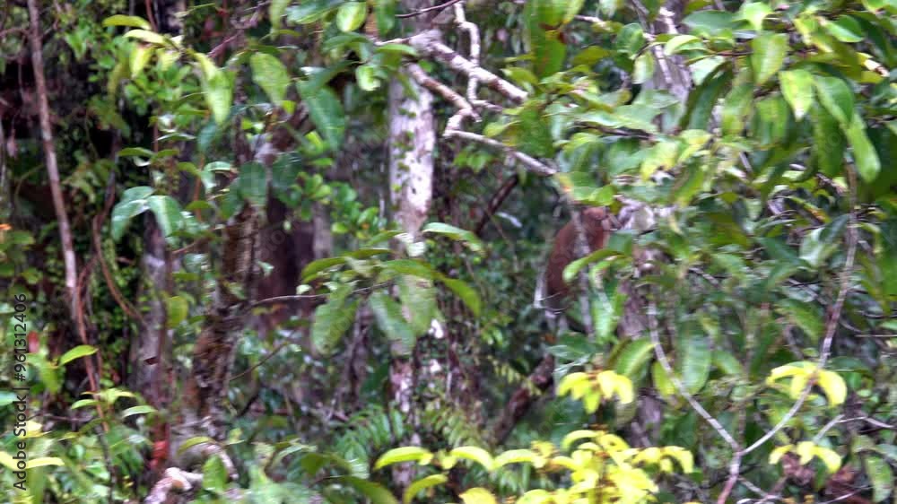 A mysterious glimpse of a proboscis monkey in the jungles of Borneo. A mysterious glimpse of a proboscis monkey in the jungles of Borneo.