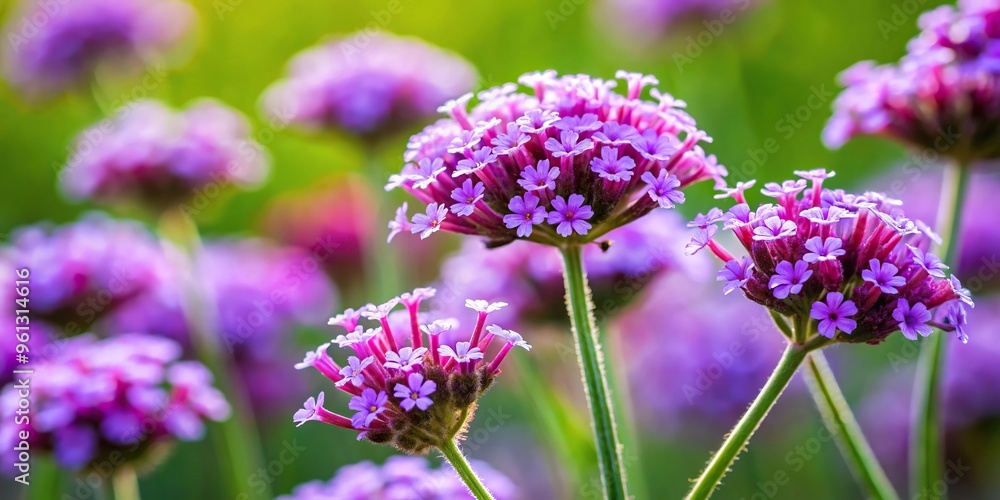 Beautiful clusters of small flowers on elegant Verbena plants at eye level Beautiful clusters of small flowers on elegant Verbena plants at eye level