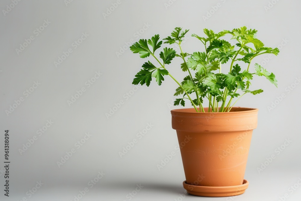 Parsley plant isolated with a pot Parsley plant isolated with a pot
