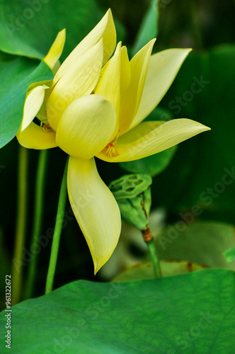 Blossoming lotus flowers