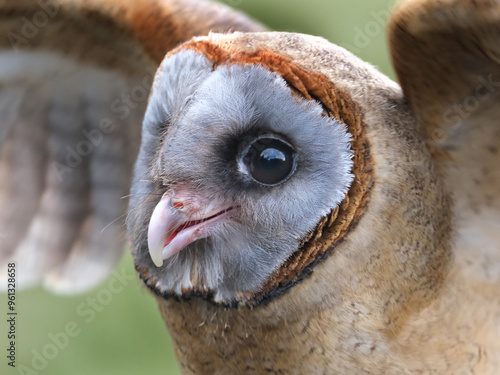 The ashy-faced owl is a species of bird in the barn-owl family Tytonidae. It is found on the Caribbean island of Hispaniola, on Dominica, and on several other islands of the Lesser Antilles.. photo