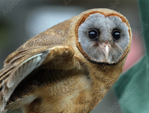 The ashy-faced owl is a species of bird in the barn-owl family Tytonidae. It is found on the Caribbean island of Hispaniola, on Dominica, and on several other islands of the Lesser Antilles.. photo