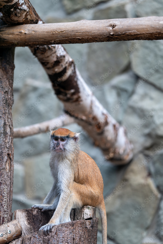 Patas mokey sitting on a wooden stump.