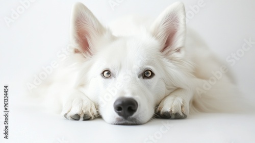Portrait white dog isolated on white background. AI generated