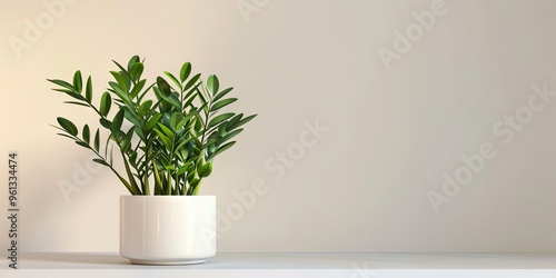 Zamioculcas Plant (ZZ Plant) in Sleek Gold Pot. photo