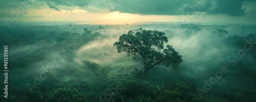 Wallpaper Mural Misty Tropical Forest Torontodigital.ca