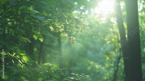 Sunlight Through Green Leaves in Forest