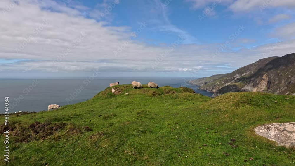 A static video shows sheep grazing on a lush green cliff at Slieve League in Ireland. A lamb takes shelter in a hollow, hiding from the strong winds coming off the Atlantic Ocean A static video shows sheep grazing on a lush green cliff at Slieve League in Ireland. A lamb takes shelter in a hollow, hiding from the strong winds coming off the Atlantic Ocean