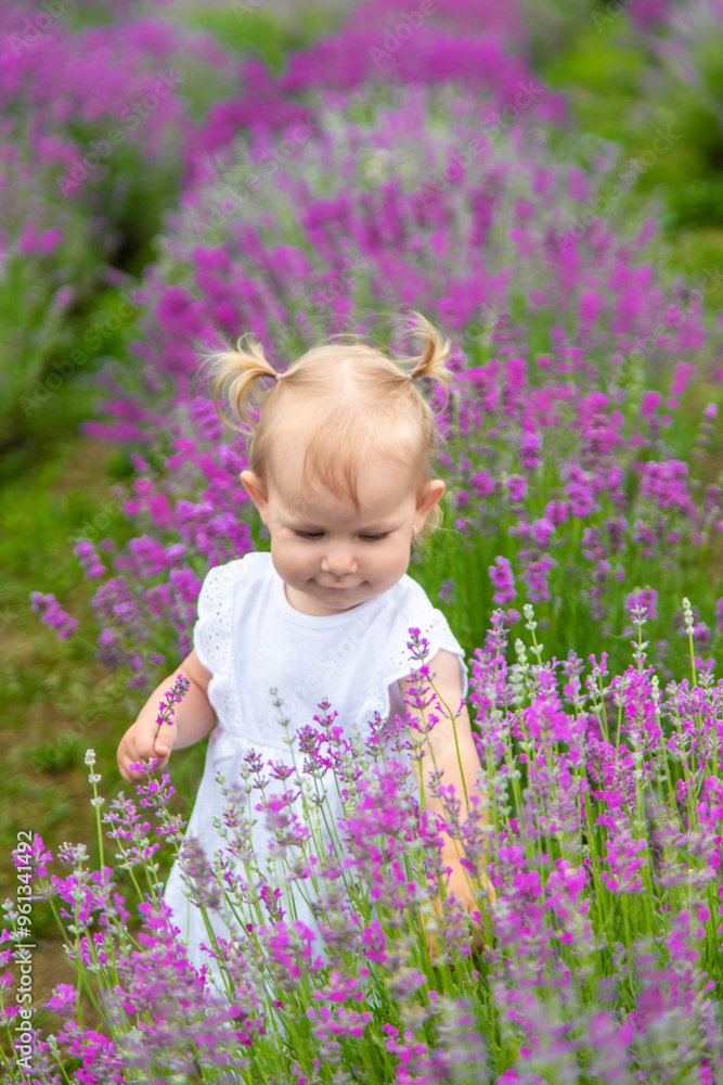 little beautiful girl in a white dress in a lavender field or garden, enjoying the aroma of lavender little beautiful girl in a white dress in a lavender field or garden, enjoying the aroma of lavender