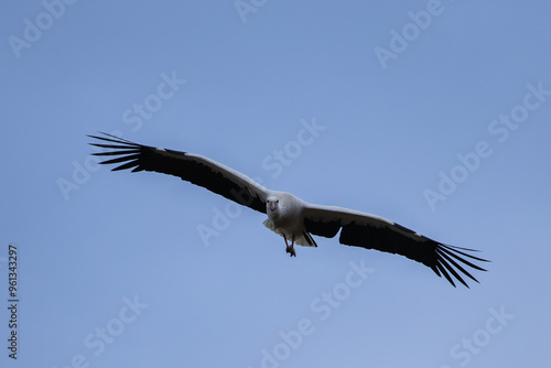 A White Stork (Ciconia ciconia) flying.