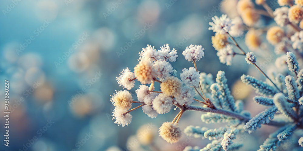 Mimosa twig in frost, winter beauty, delicate flower cluster on icy background Mimosa twig in frost, winter beauty, delicate flower cluster on icy background