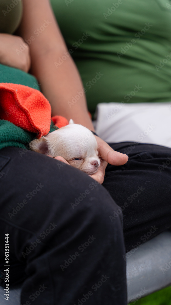 Hands cradling a puppy against a person's chest in the park Hands cradling a puppy against a person's chest in the park