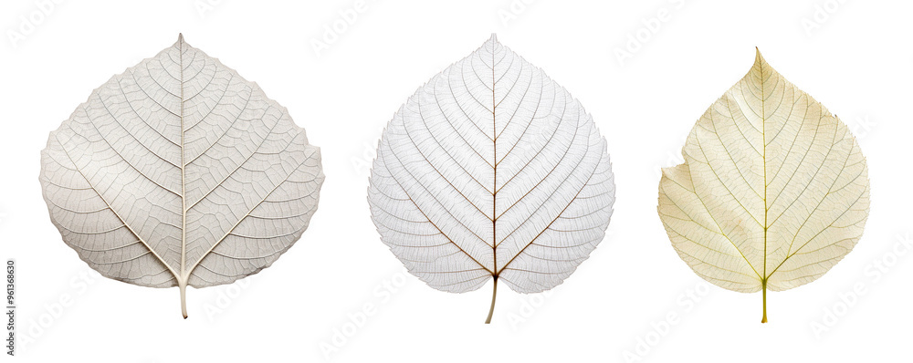 Obraz premium Collection of three dried leaves isolated on white background, Perfect for nature and botanical themes.