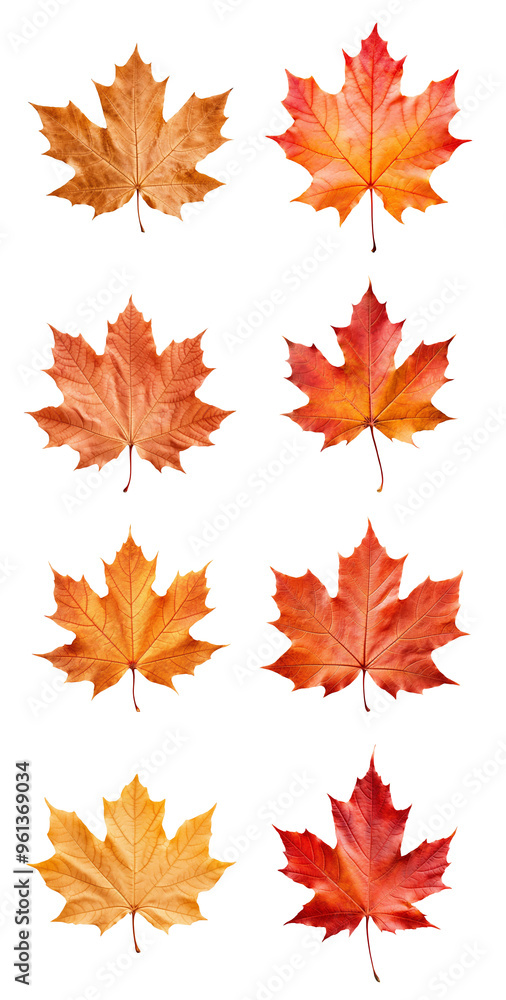Collection of vibrant autumn maple leaves in various shades of red, orange, and yellow, isolated on a white background. Collection of vibrant autumn maple leaves in various shades of red, orange, and yellow, isolated on a white background.