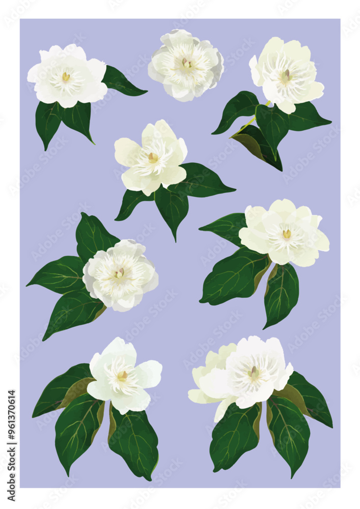 Fototapeta premium 白い花のイラストセット 芍薬