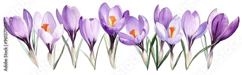 Charming Watercolor Illustration of Vibrant Purple Crocus Flowers Inviting Spring's Arrival