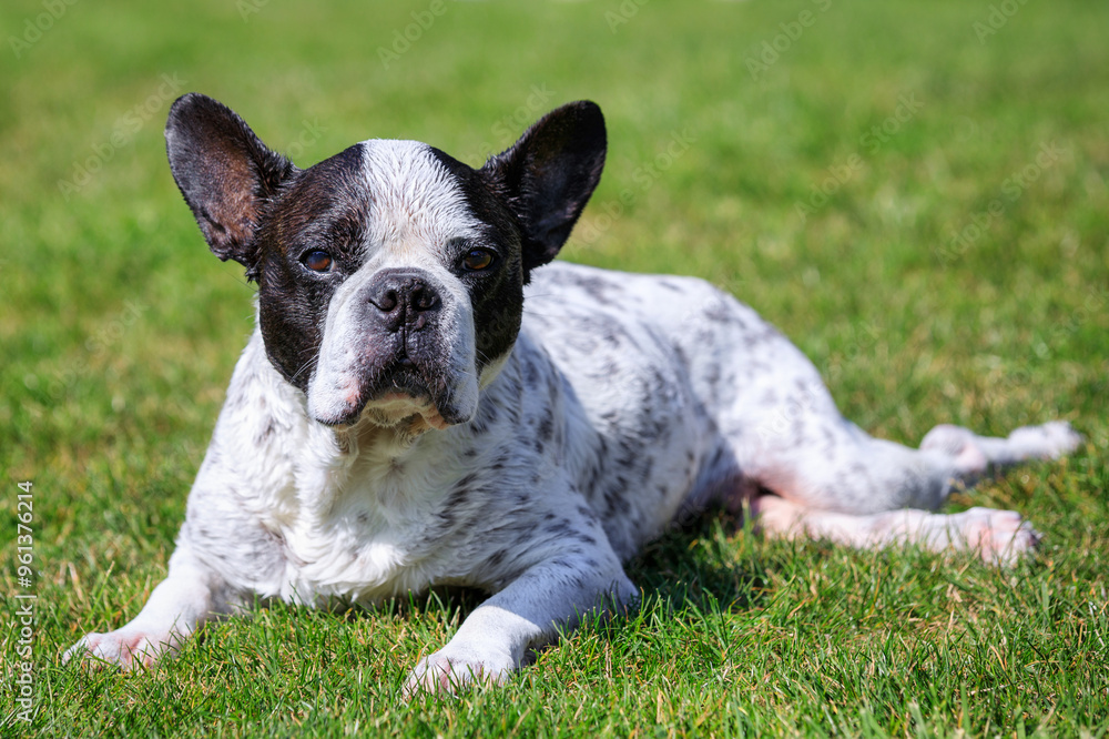 Fototapeta premium Wet French Bulldog lying in a sunny garden with a green lawn.