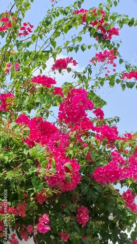 Wallpaper Mural Pink bougainvillea flowers in the garden Torontodigital.ca