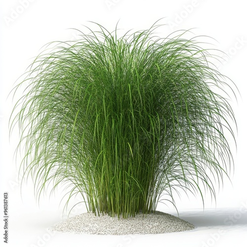 Austrostipa ramosissima bush isolated on transparent background in 3D photo