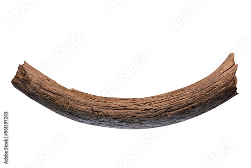 ancient mammoth tusk on white, isolated