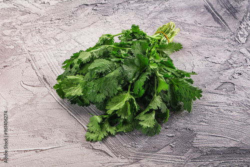 Fresh green cilantro branches heap photo