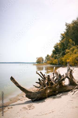 Коряги на піщаному пляжі.
